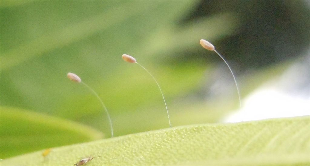 Chrysopidae: larva e uova